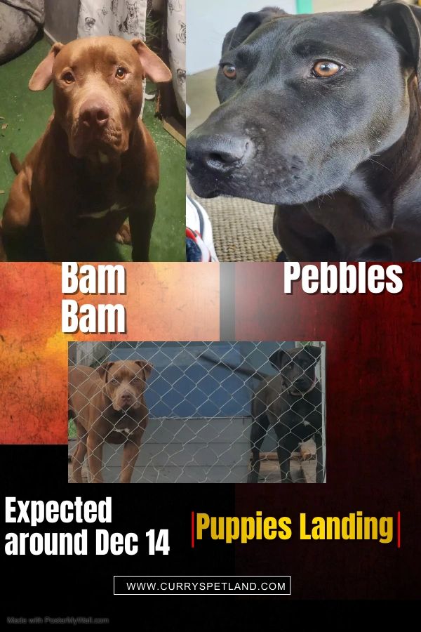Currys Petland Breeder Sales of Puppies Pet Supplies